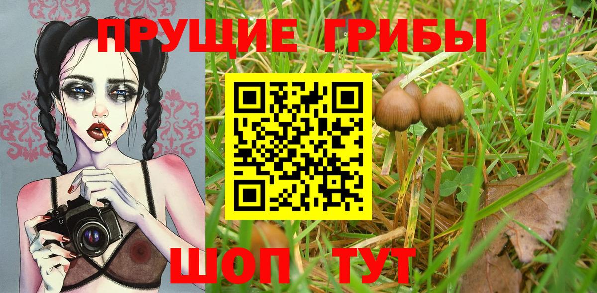 Псилоцибиновые грибы Psilocybe  Вход с VPN  Лесной 